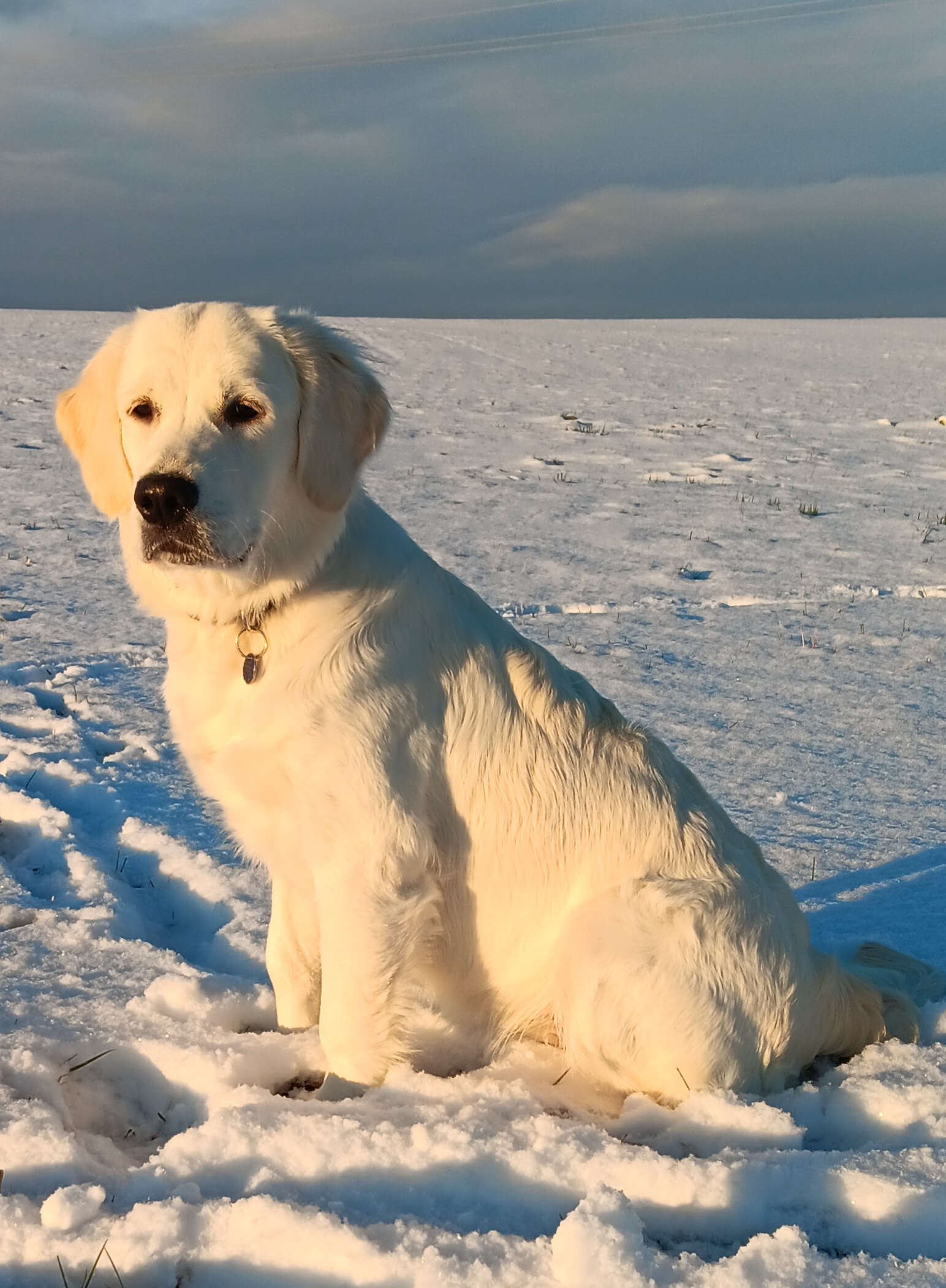 Zlato od Zelené Hory - CHS Zlatý retriever Nepomuk