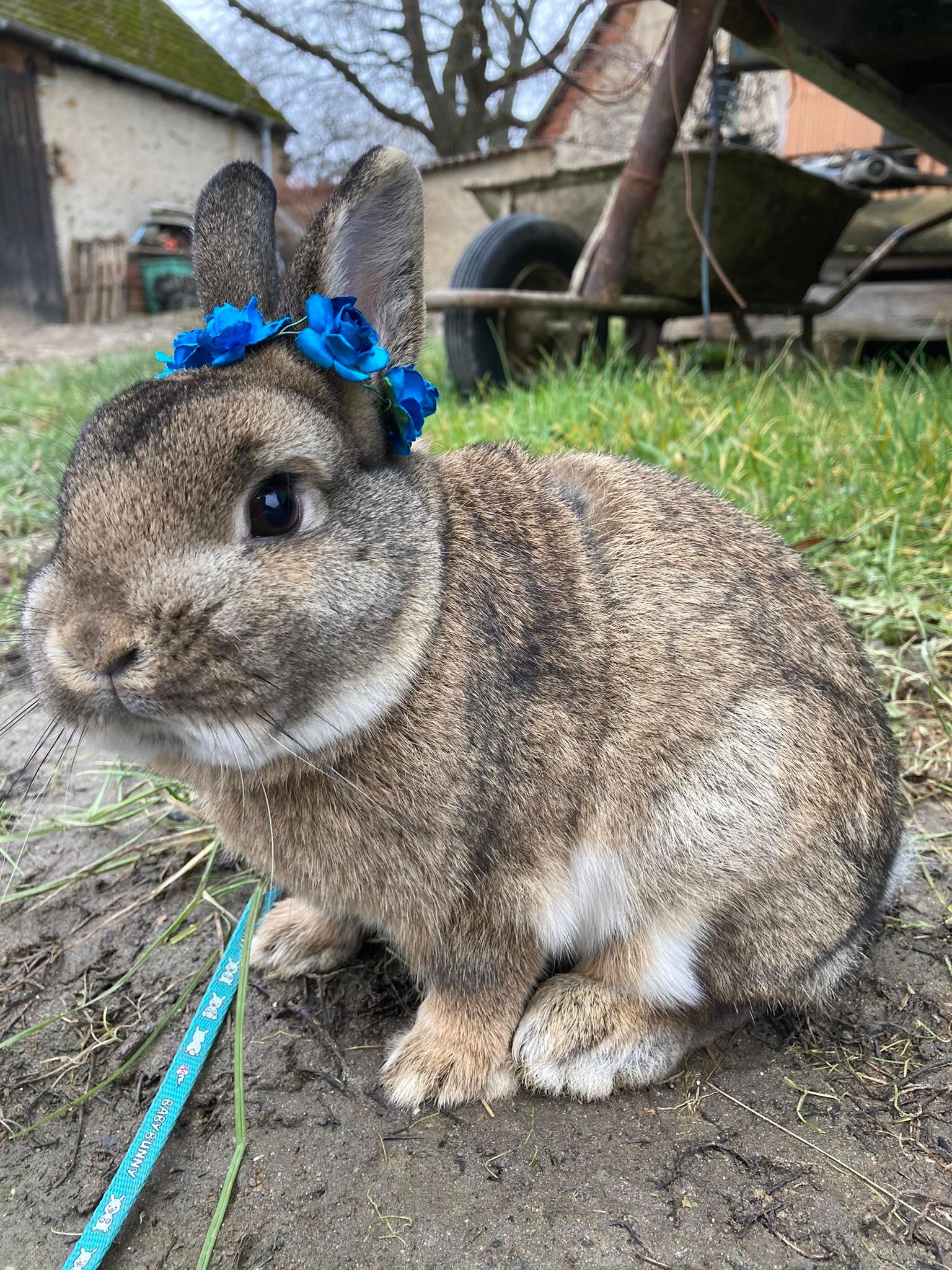 Kralici od Soběslavi