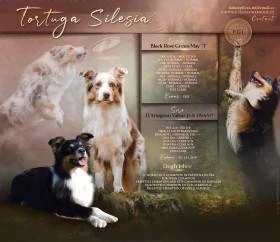 Tortuga Silesia