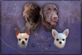 Adridom Violet Paws