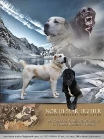 North Star Fighter