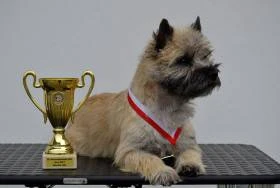 Lubicairn´s Kennel