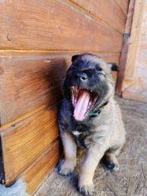 Ritter von Falkenberg