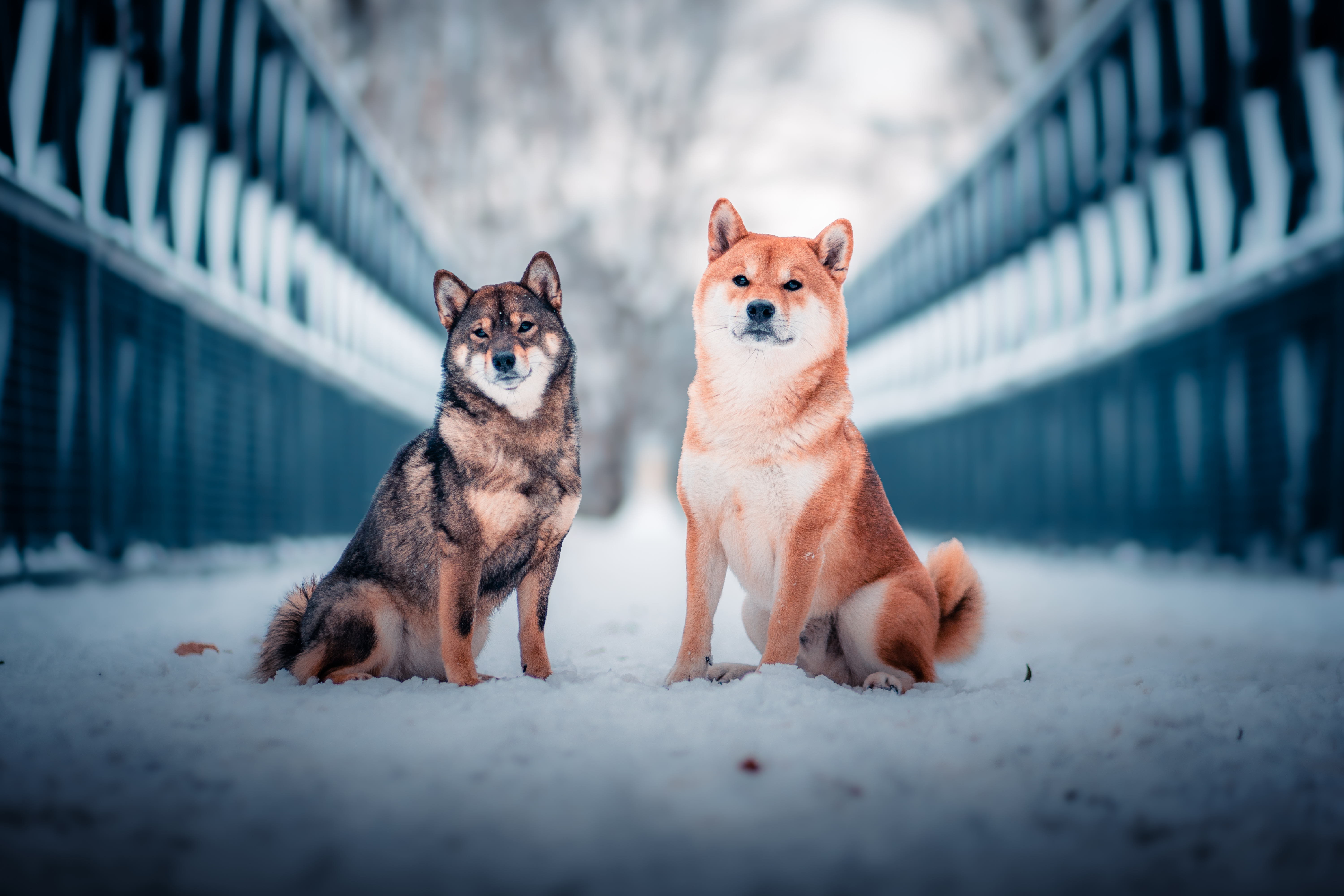 Contra Amnis kennel