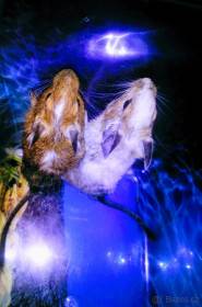 Koch Degu