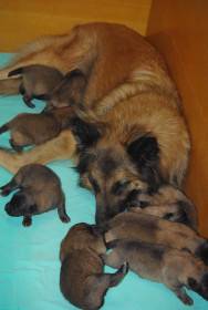 Dog Arabat