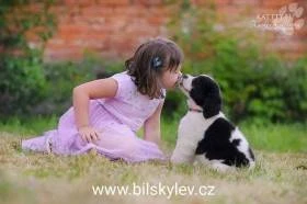 Bílský lev