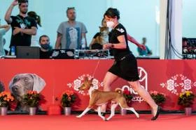 Basenji ewo