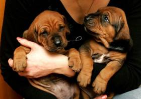 Diamant severu kennel