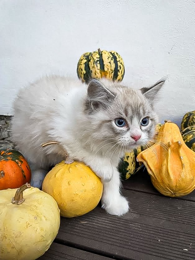 CuteofSilesia