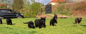 Buranos Lobos