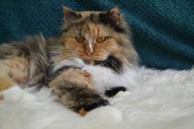 Rotrica CZ- siberian cat