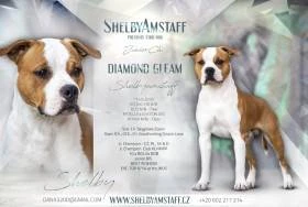 Shelbyamstaff