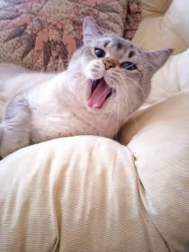 Lilly de Felis*CZ