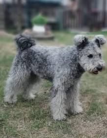 Pumida