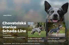Schada - Line