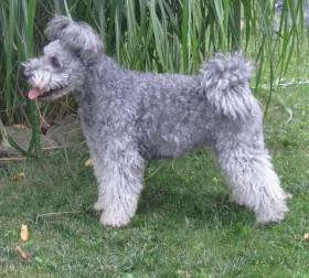 Pumida