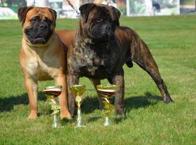 Bulmastif bullmastiff
