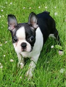 Pod Vrbovou větvičkou