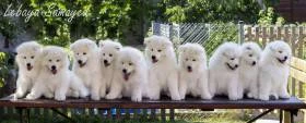 Lebaya Samoyed