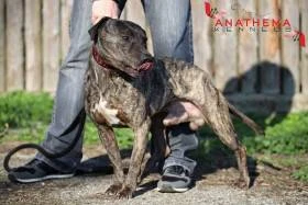 Anathema kennel - American pit bull terrier (APBT)