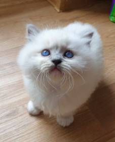 FelinoTherapy Jičín