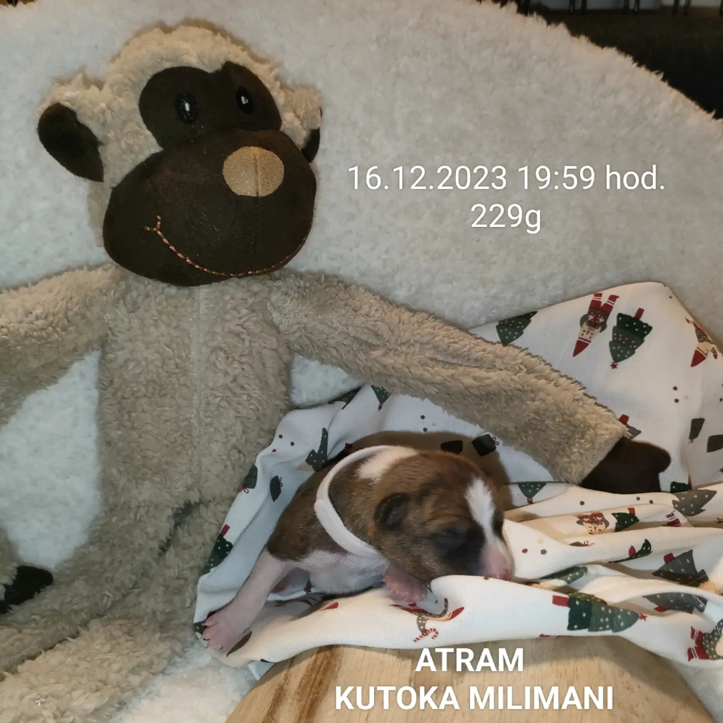 Kutoka Milimani