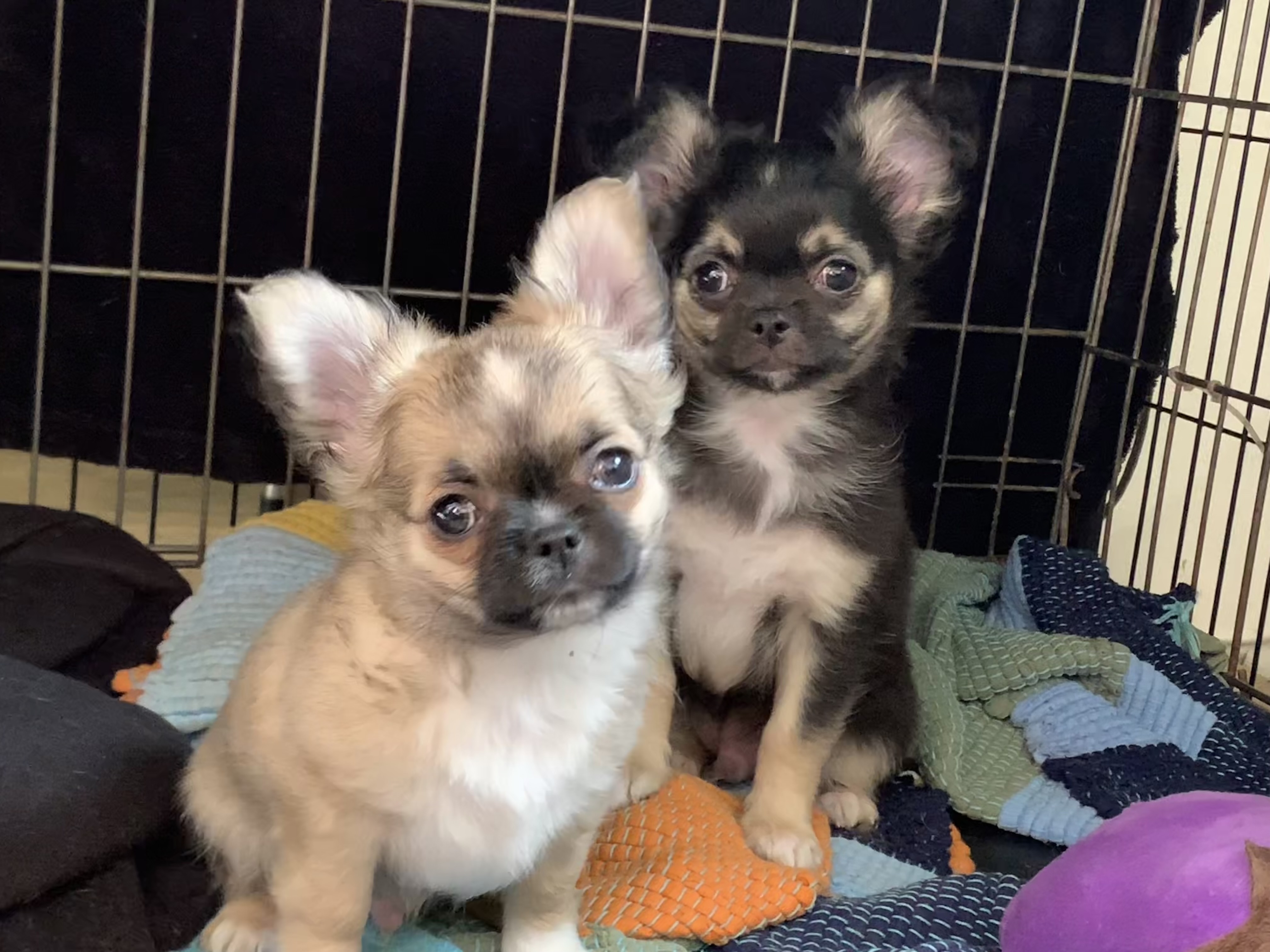 Amigos dogs Slovakia