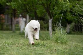 Quera From The Wonderland