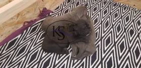 Kerberos Sirius