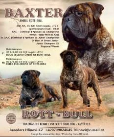 Bulmastif bullmastiff