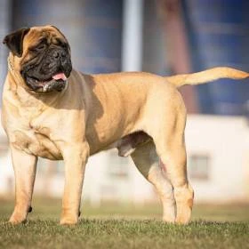 Bulmastif bullmastiff