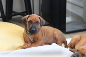 Rhodesian Shine