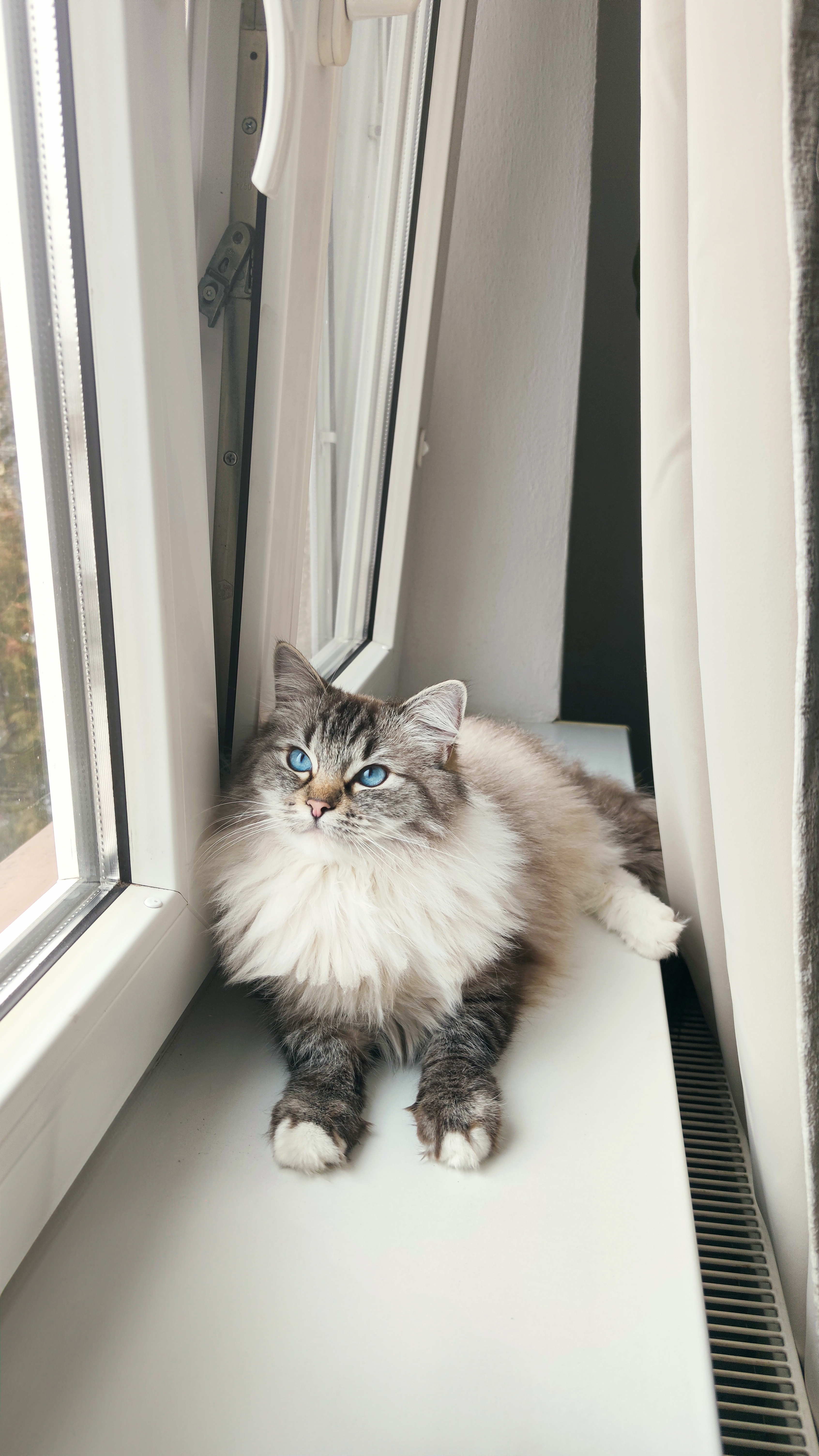 CuteofSilesia