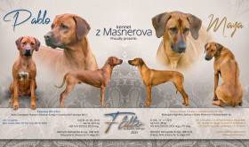 Z Masnerova