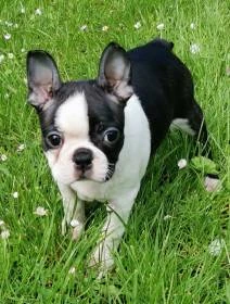 Pod Vrbovou větvičkou