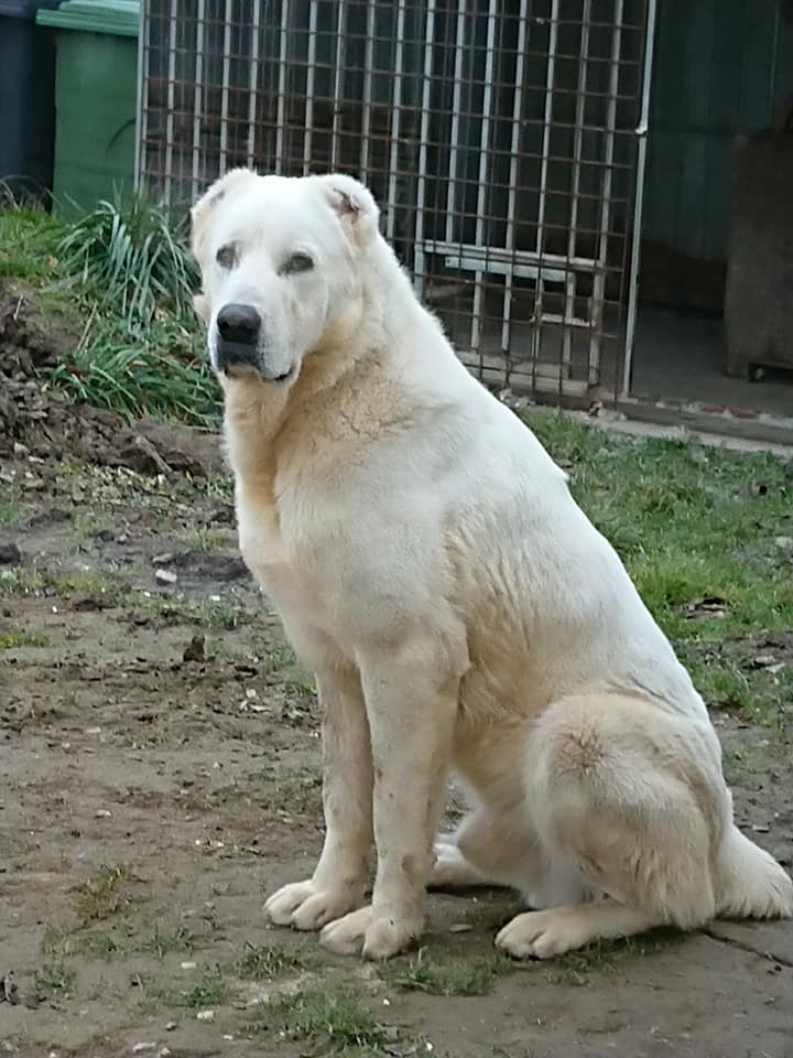 ASIAN MAJESTY