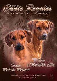 Canis Regalis