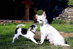 Chihuahua de estrella puerta