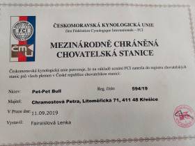 Pet-Pet Bull