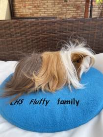 Fluffy family