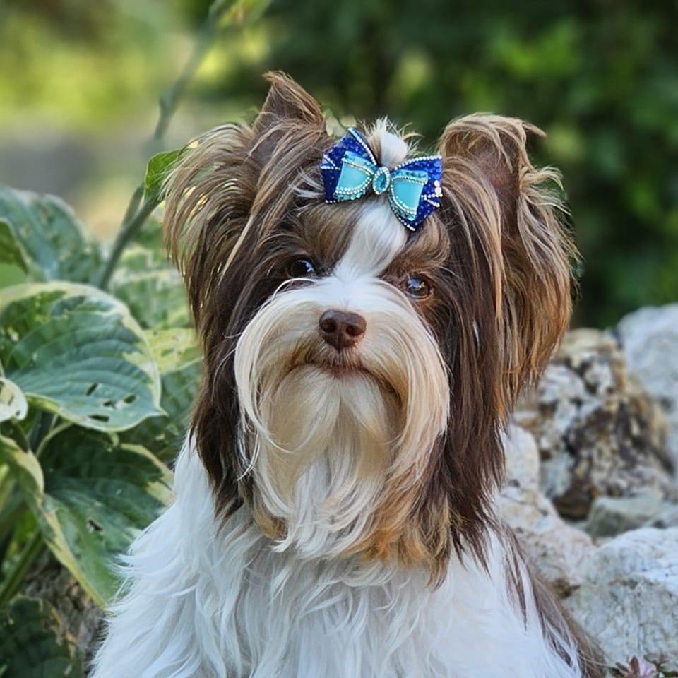 Monika Johnova
