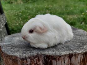 Cavia Silesia