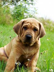 Diamant severu kennel