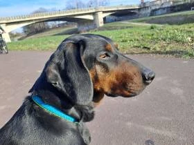 Z Baldského lesa