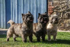 Lubicairn´s Kennel