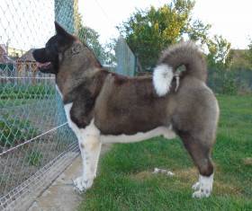 Cerberus Moravia