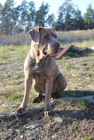 Barracuda Bandog Kennel