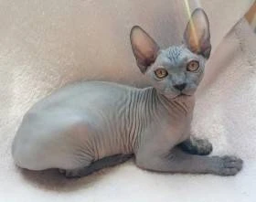 Nimerya