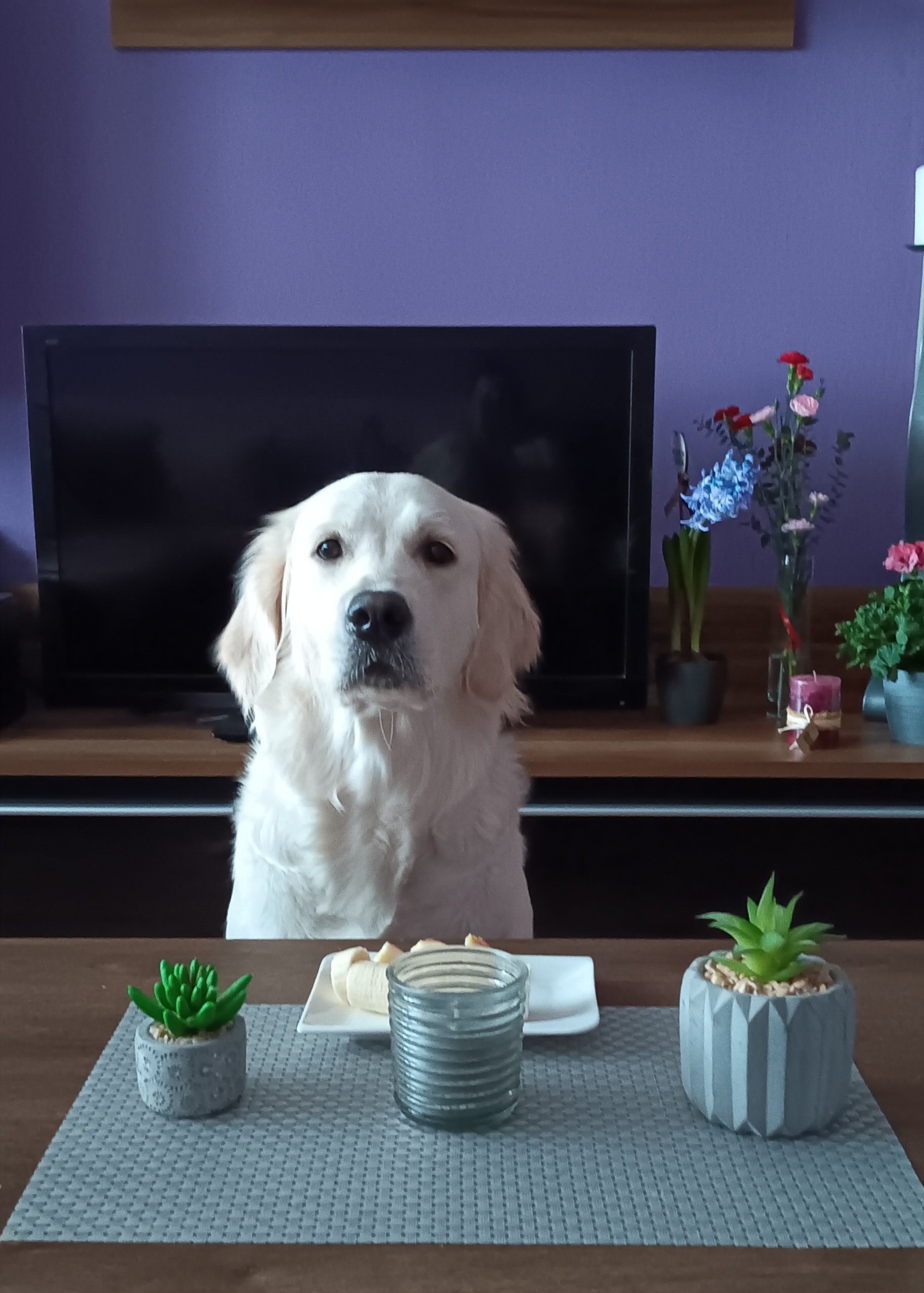 Zlato od Zelené Hory - CHS Zlatý retriever Nepomuk